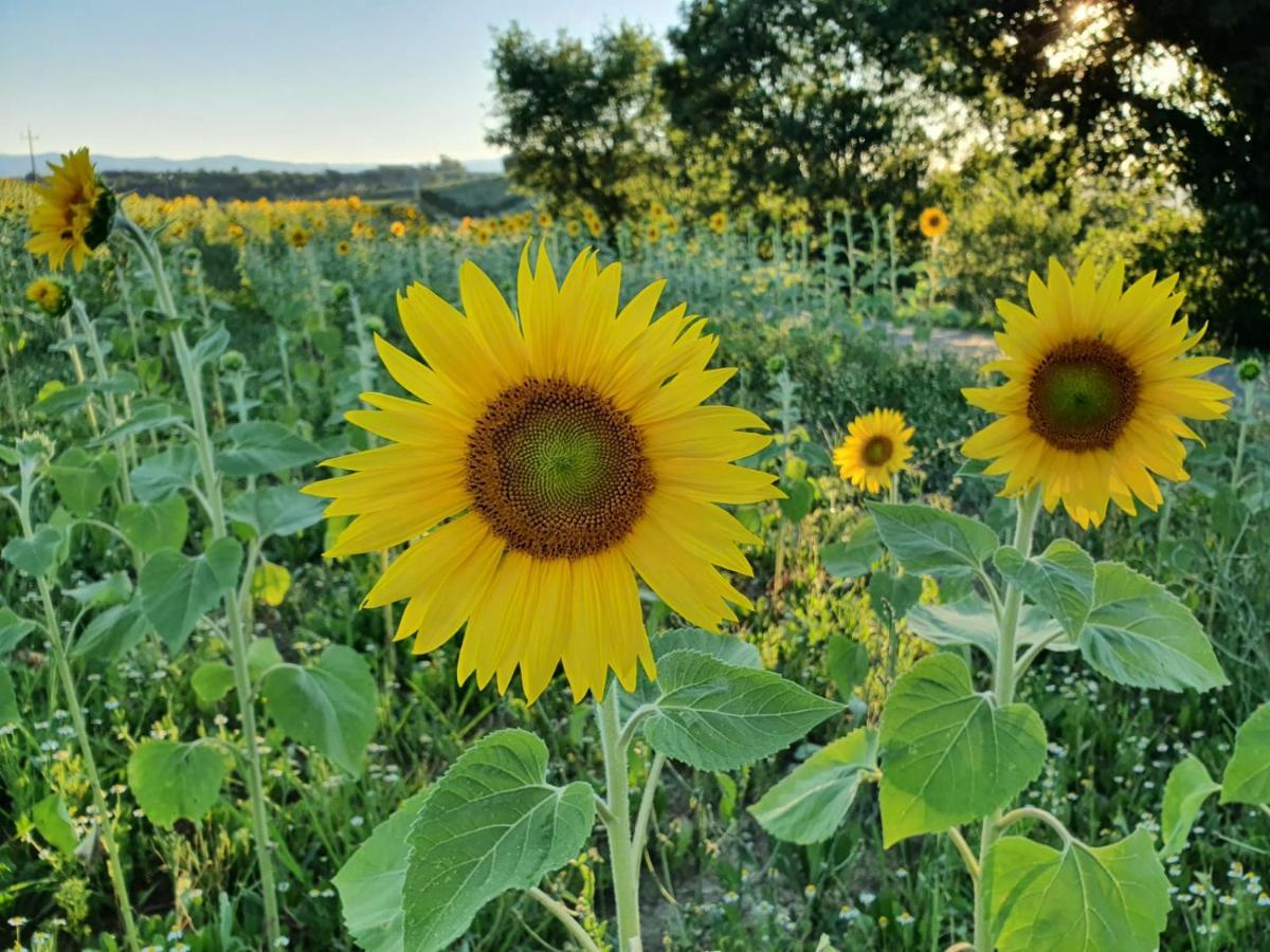 La Collina Bed & Breakfast Deruta Dış mekan fotoğraf